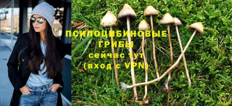 Псилоцибиновые грибы Cubensis  Солнечногорск 